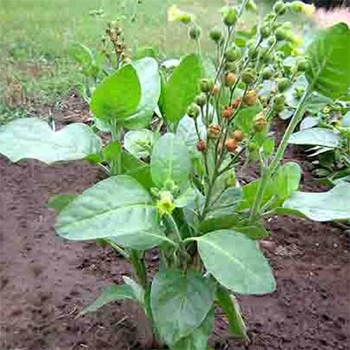 Tobacco Shtambur Tubakas, Сигаретный табак Штамбур